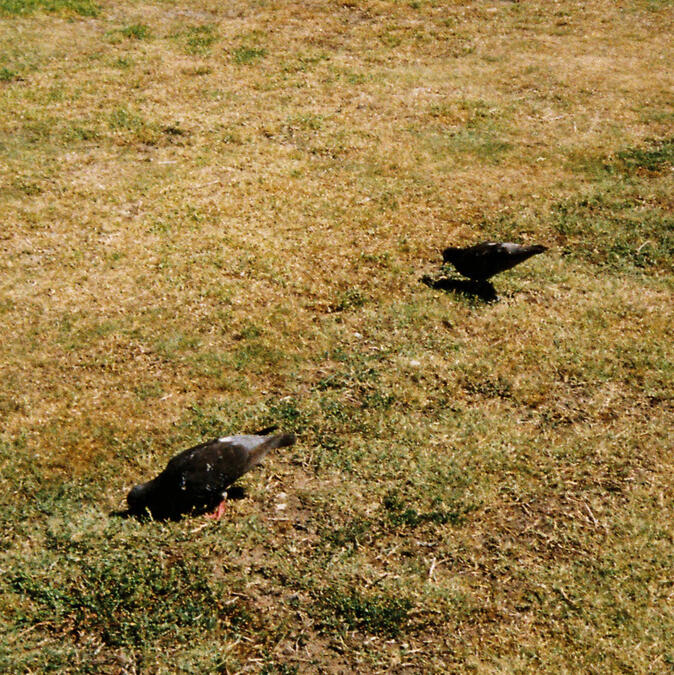 Sean Friedman FAQ Sean Friedman Frequently Asked